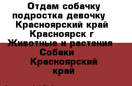 Отдам собачку подростка девочку  - Красноярский край, Красноярск г. Животные и растения » Собаки   . Красноярский край